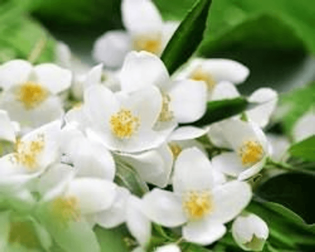 JASMIN