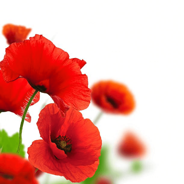 COQUELICOT