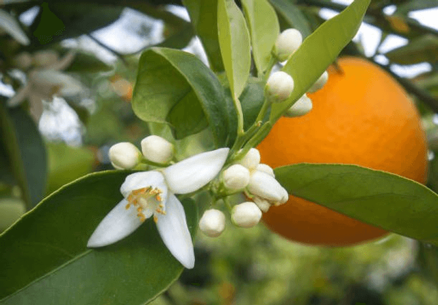 FLEUR D&#039;ORANGER